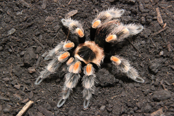 Samara Spiders Shane’s Spider Blog: Species, Updates & Care