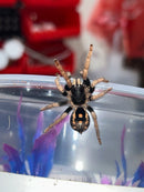 0.0.1 Hapalopus guerreroi- Sling