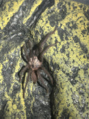 0.0.1 Orphnaecus sp "Marinduque purple"- Sling