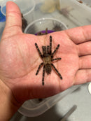 0.0.1 Taksinus bambus - Spiderling