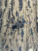 0.0.1 Nhandu tripepii- Sling