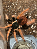 0.0.1 Megaphobema robustum - Slings