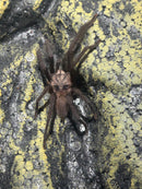 0.0.1 Orphnaecus sp "Marinduque purple"- Sling