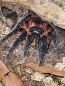 0.0.1 Davus sp. "Panama" - Sling