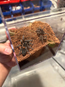 0.0.1 Homoeomma chilense - Sling