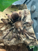 0.0.1 Pamphobeteus sp. “Mascara” - Sling