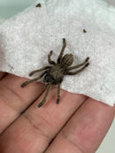 0.0.1 Citharognathus tongmianensis - Sling