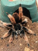 1.0.0 Brachypelma klaasi - Juvenile Male