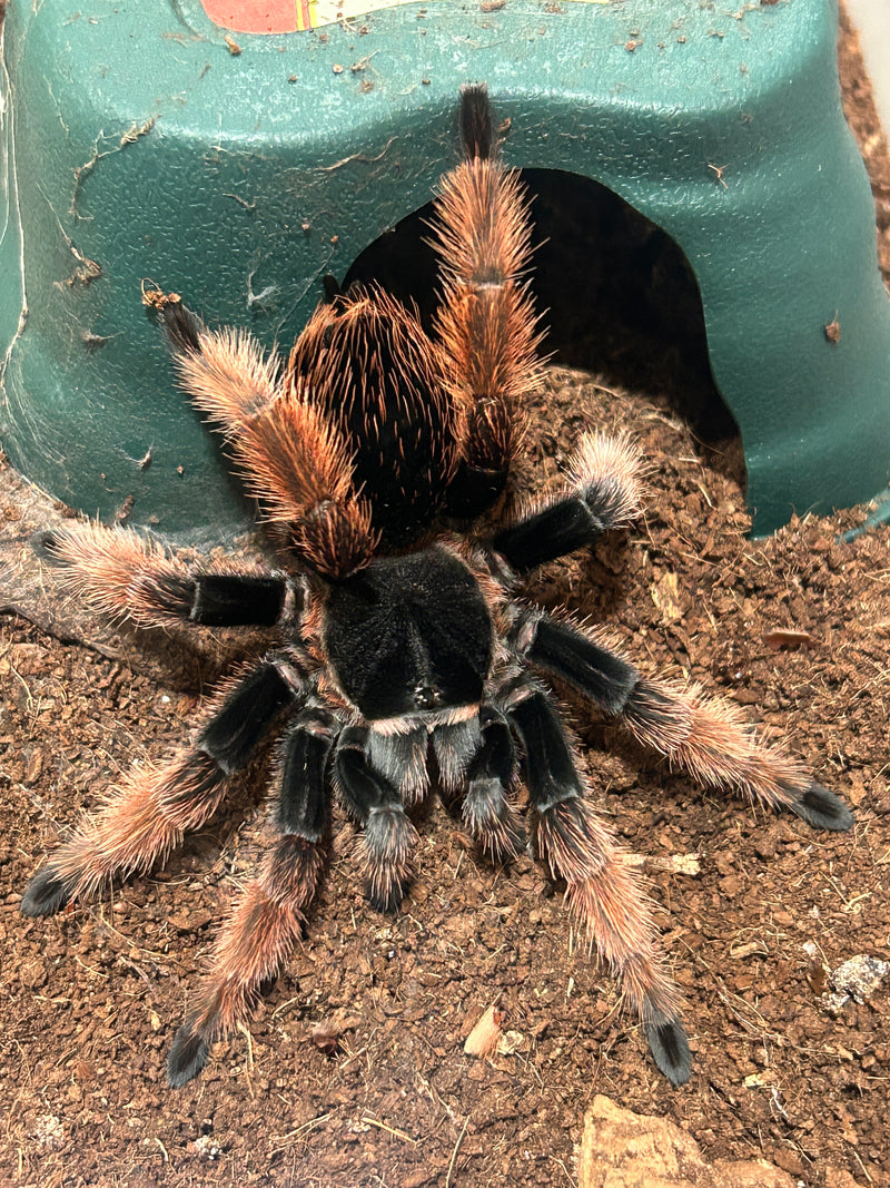 0.0.1 Brachypelma klaasi - Juvenile