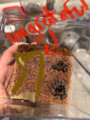 0.0.1 Homoeomma chilense - Sling
