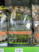 Terrarium Moss - Galapagos