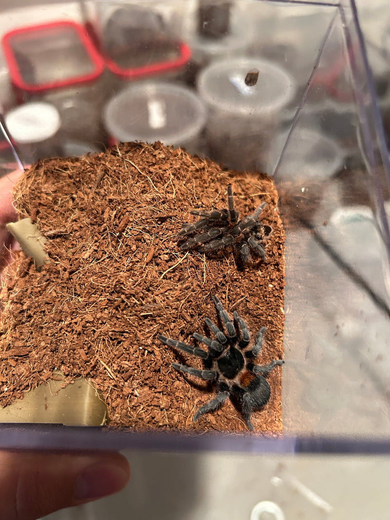 0.0.1 Homoeomma chilense - Sling