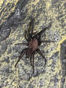 0.0.1 Orphnaecus sp "Marinduque purple"- Sling