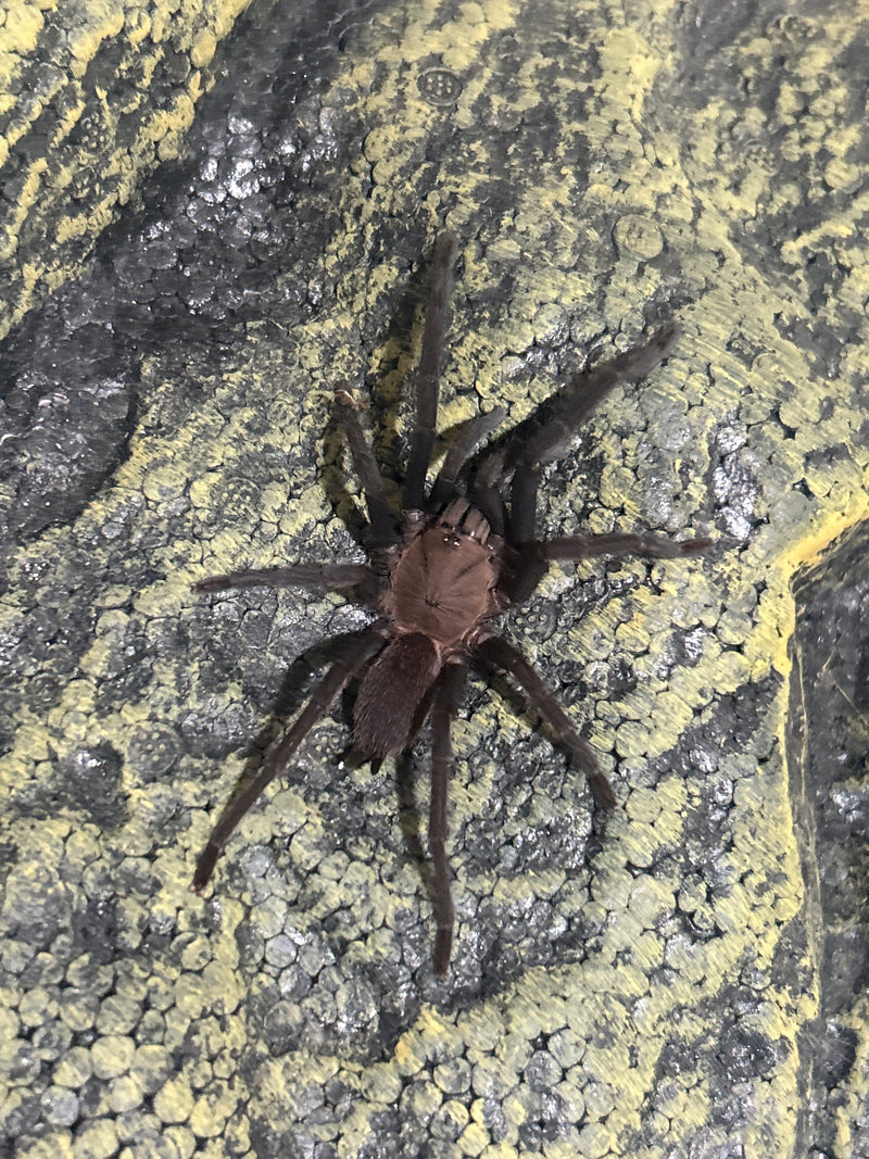 0.0.1 Orphnaecus sp "Marinduque purple"- Sling