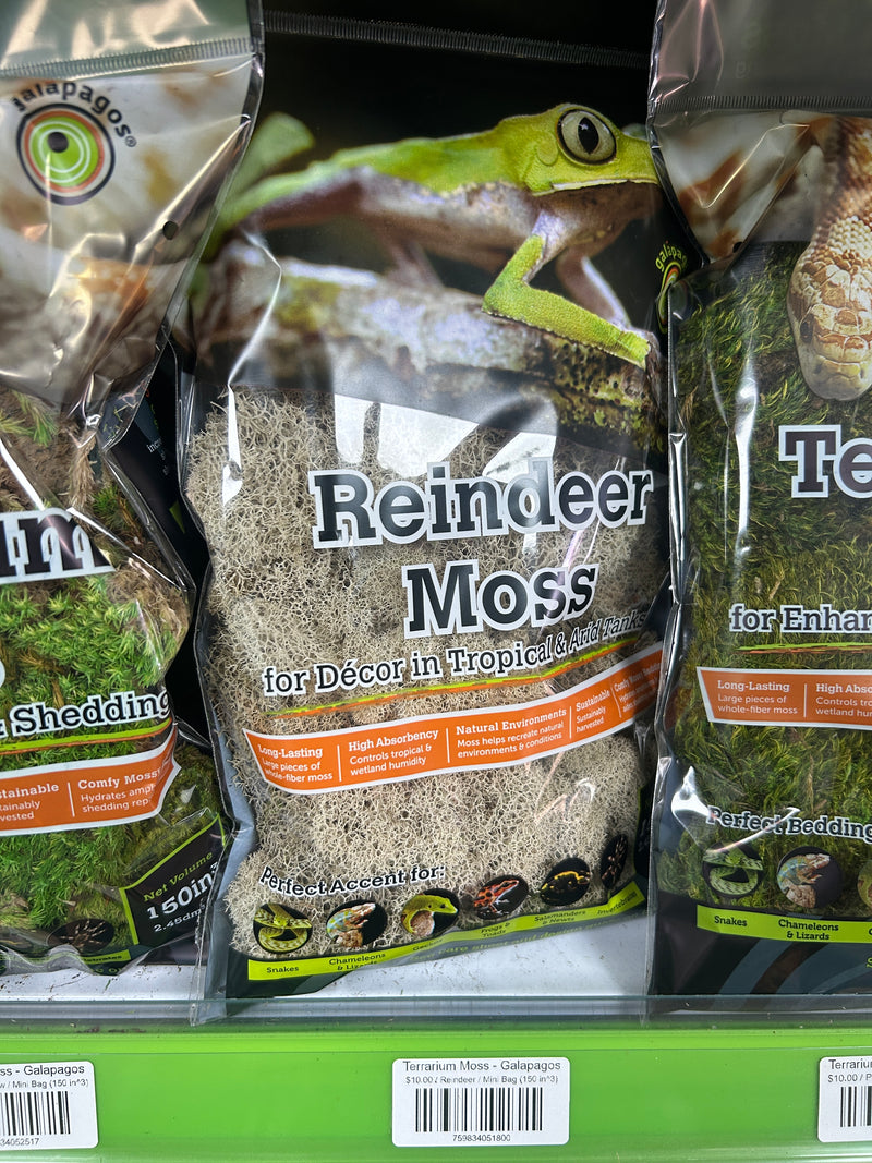 Terrarium Moss - Galapagos