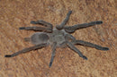 0.1.0 Chilobrachys huahini - Adult