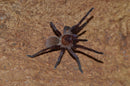0.1.0 Citharacanthus cyaneus - Adult