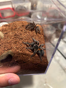 0.0.1 Homoeomma chilense - Sling