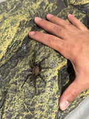 0.0.1 Orphnaecus sp "Marinduque purple"- Sling