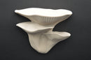 Magnetic Ledge - Oyster Mushroom