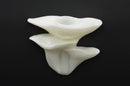 Magnetic Ledge - Oyster Mushroom
