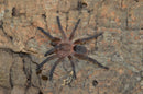 0.1.0 Dolichothele sp 'mineirum' - Subadult/Adult