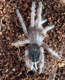 0.1.0 Proshapalopus amazonicus - Juvenile Female