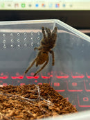 0.0.1 Pterinochilus murinus DCF Mikumi - Sling