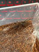 0.0.1 Chilobrachys sp 'Saraburi' - Juvenile