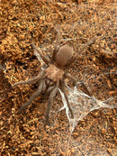 0.1.0 Orphnaecus sp "Marinduque purple" - Adult Female