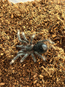 0.1.0 Sericopelma sp. 'Darien Black' - Female