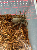 0.0.1 Pterinochilus murinus DCF Botswana Zimbabwe - Sling