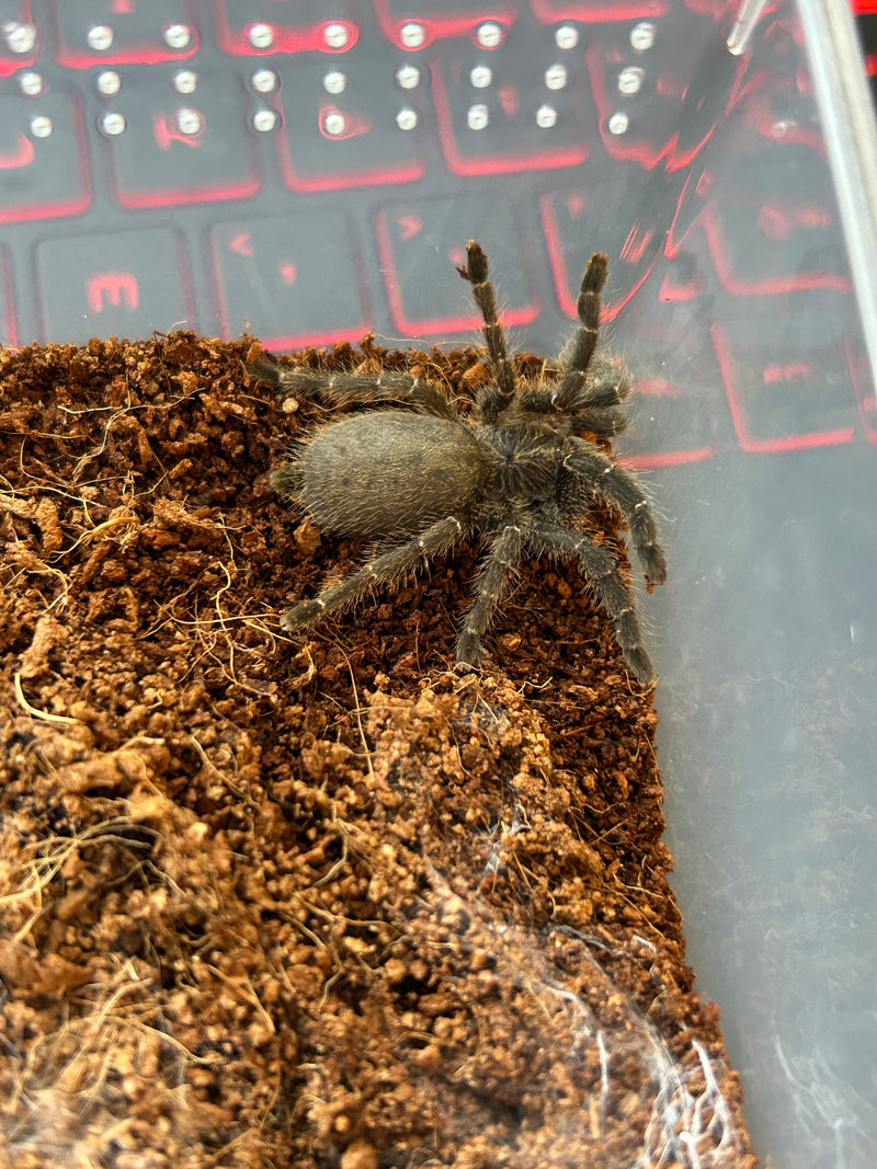 0.0.1 Pterinochilus murinus DCF Botswana Zimbabwe - Sling