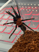 0.1.0 Holothele longipes - Subadult/Adult