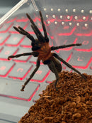 0.0.1 Holothele longipes - Sling