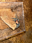 0.0.1 Holothele longipes - Sling