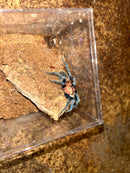 0.1.0 Holothele longipes - Subadult/Adult