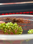 0.0.1 Amazonius germani - Spiderling