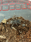 0.0.1 Phormictopus atrichomatus - Sling