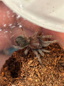 0.0.1 Aphonopelma crinirufum - Sling