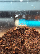 0.0.1 Aphonopelma seemani - Sling