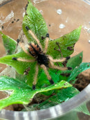 0.0.1 Avicularia avicularia M1 - Sling