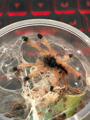 0.0.1 Avicularia variegata - Sling