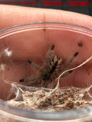 0.0.1 Avicularia merianae - Sling