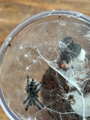 0.0.1 Avicularia purpurea - Sling