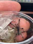 0.0.1 Avicularia sp 'Pucallpa' - Sling