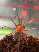 0.1.0 Bumba cf. tapajos - Juvenile Female