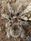1.0.0 Lasiodora klugi - Juvenile/Subadult