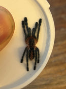 0.0.1 Ybyrapora sooretama - Sling