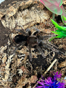 0.1.0 Sericopelma sp. 'Darien Black' - Female